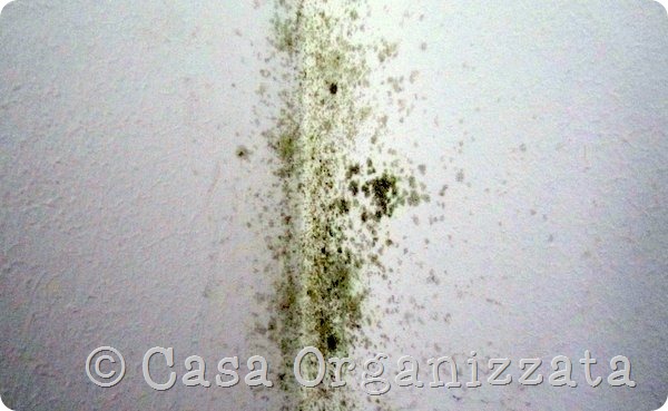 Trattamento naturale contro la muffa sui muri, prove duso in ... Pulire muffa sui muri