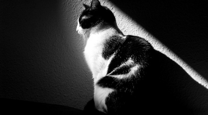 Come organizzare le vacanze con il gatto