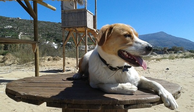 Come organizzare le vacanze con il cane