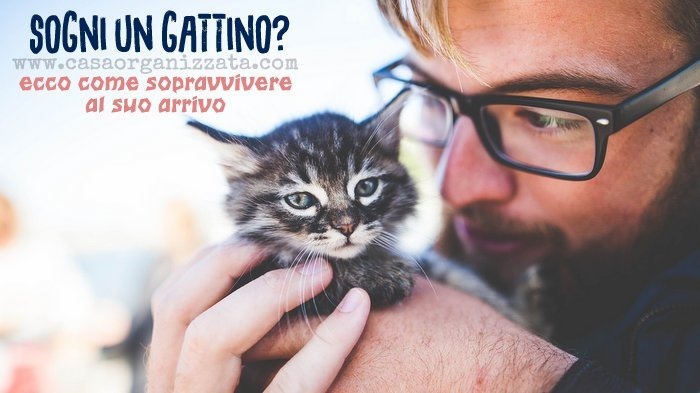 Come prepararsi all'arrivo di un gattino a casa