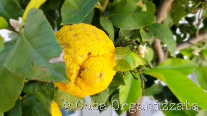Coltivare un limone sul terrazzo, trucchi e consigli