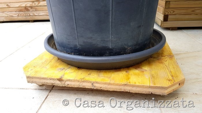 coltivare un limone sul terrazzo - la soluzione per spostarlo senza faticare