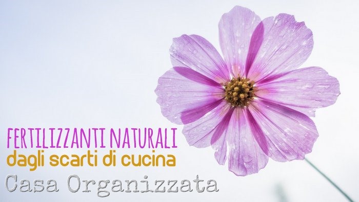 Fertilizzanti naturali dagli scarti di cucina per le piante di casa e terrazzo