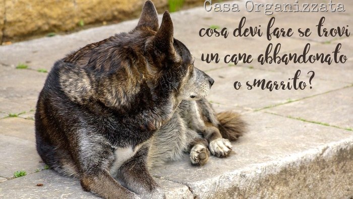 cosa fare se trovi un cane abbandonato