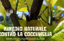 rimedio naturale contro la cocciniglia