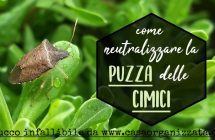 Come-neutralizzare-la-puzza-della-cimice-il-mio-rimedio-infallibile-e-testato.jpg