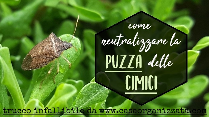 Come neutralizzare la puzza della cimice, il mio rimedio infallibile e testato