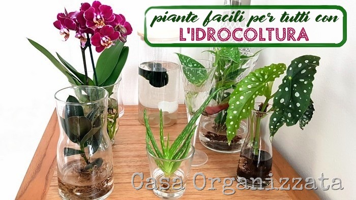 Piante facili per tutti con l'idrocoltura idroponica