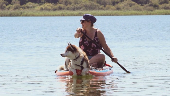 I cani e il caldo consigli utili per non avere problemi d'estate