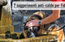 come-proteggere-il-cane-dal-caldo.jpg