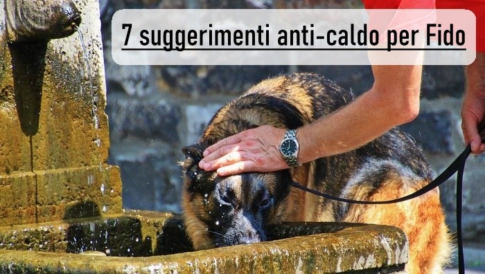 come proteggere il cane dal caldo