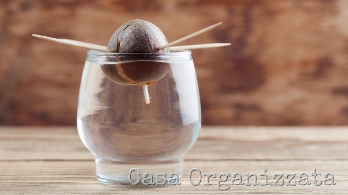 Germinating avocado - part 2